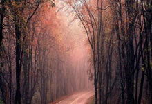 南非足球璀璨之星:荣耀加冕,绿茵传奇再谱新章